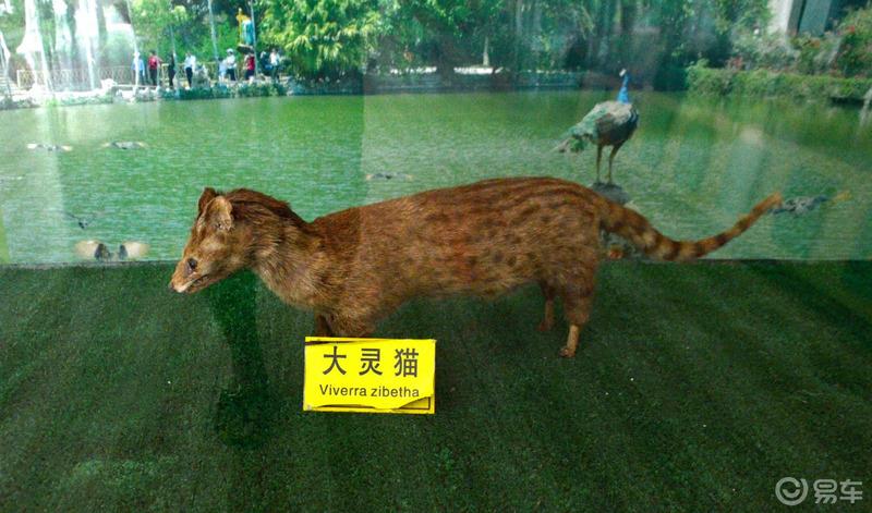 【迈腾自驾游】去西双版纳，感受异域风情，傣族文化。