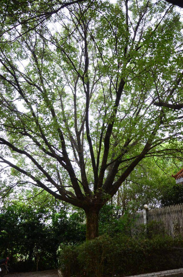 风雨同舟，大白艾瑞泽GX依旧风韵犹存