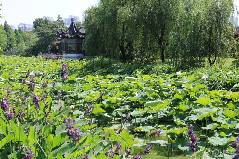 购车准备与亲子时光两不误，炎热夏季周末全纪录