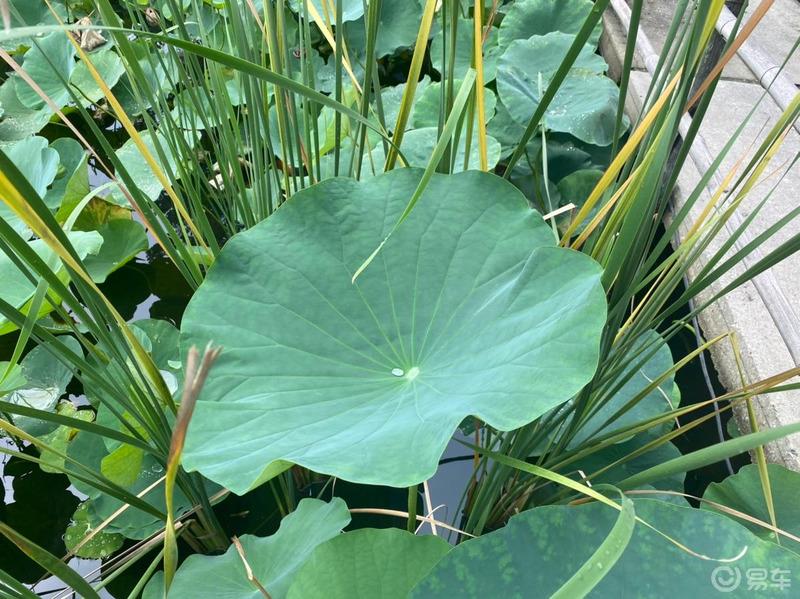 夏日炎炎，有你们超甜