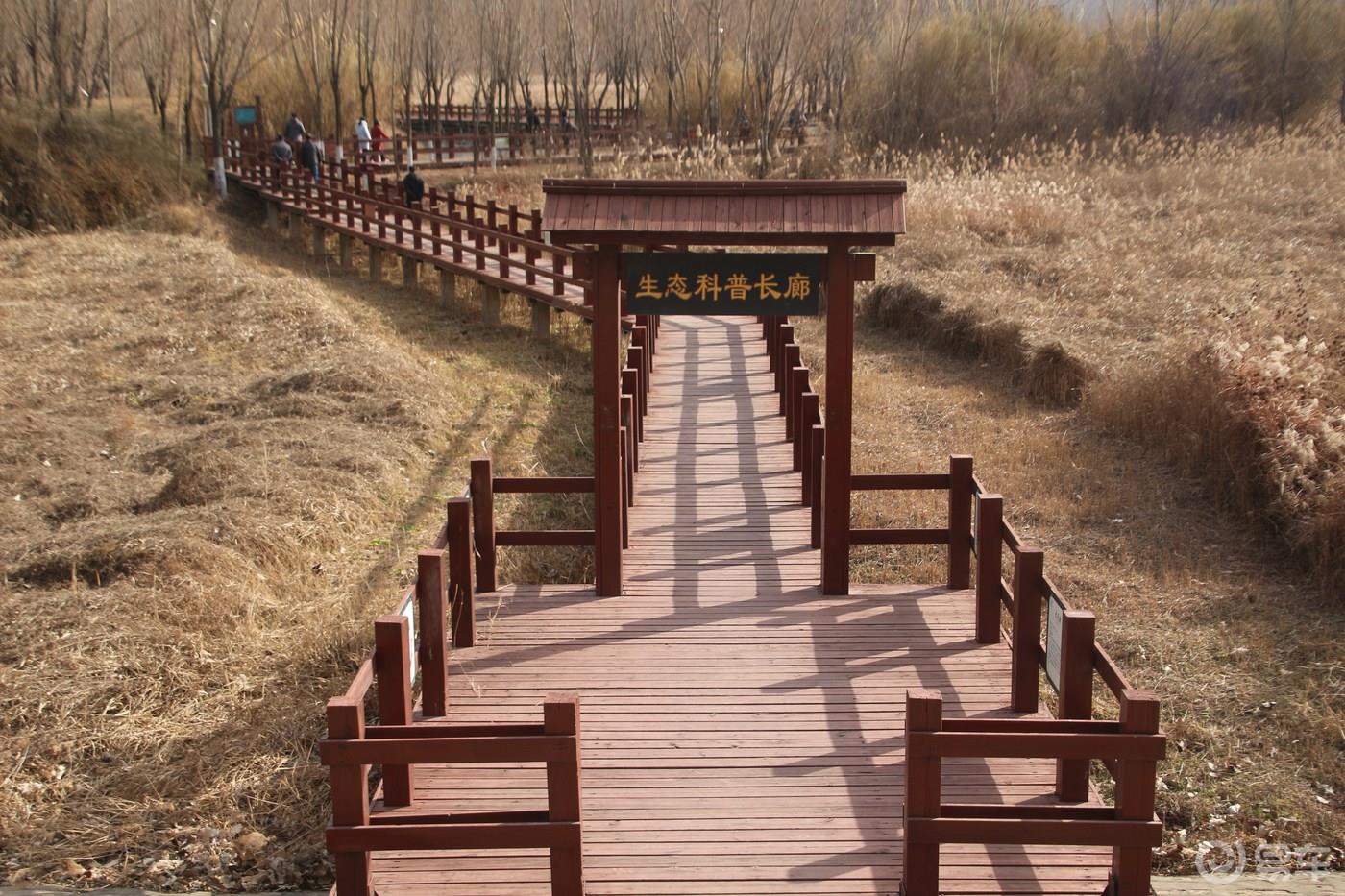 【青青河边草】一日往返行程几百里，就只为一睹天鹅的婀娜多姿和优雅气质