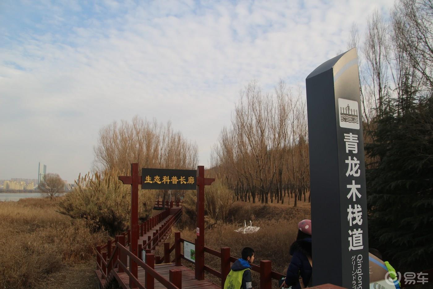 【青青河边草】一日往返行程几百里，就只为一睹天鹅的婀娜多姿和优雅气质