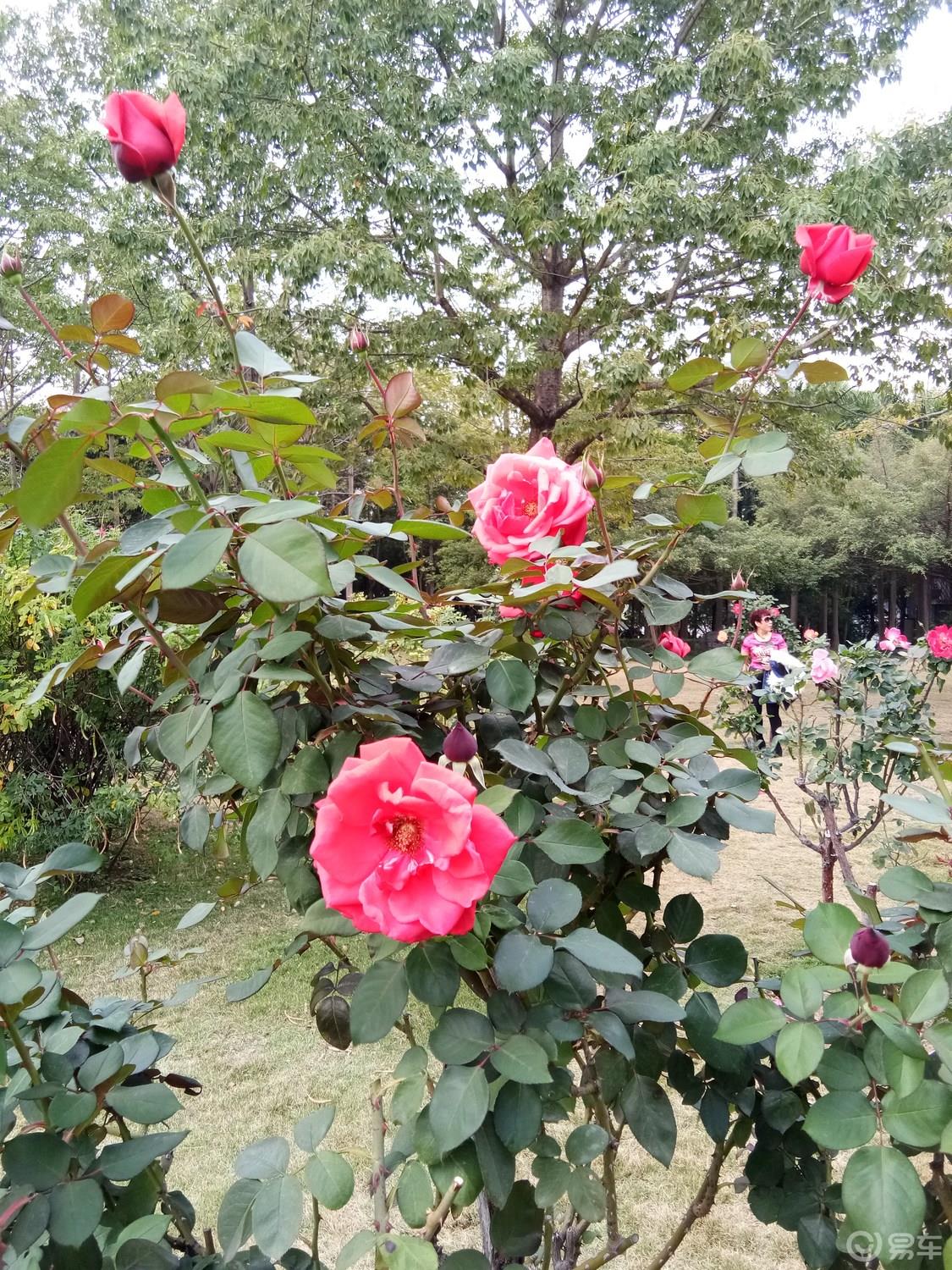 周末携手我的小情人一起游荡南湖公园