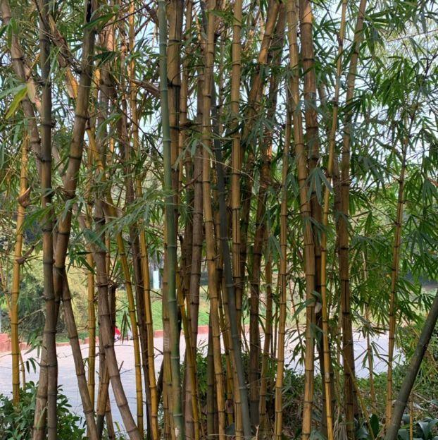颜值在线 多方对比后选CS35PLUS