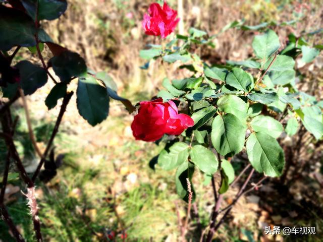 临近春节，我提了风神AX7，村里人说还不如去买哈弗H6