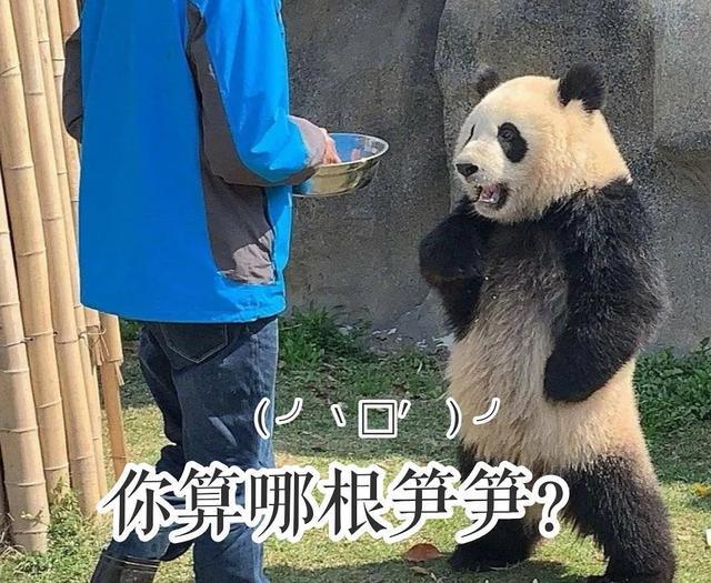 上海禁止4.6米以下电车上绿牌？宏光MINI EV：我不在乎