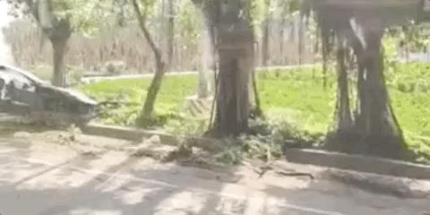 突发｜速度过快导致失控，广州一辆特斯拉撞树起火