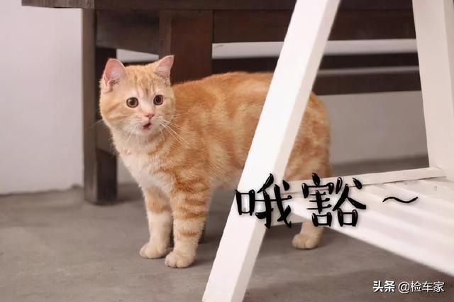 懵！呆萌小姐姐花15万买十万公里的宝马3系，网友：放开让我撩