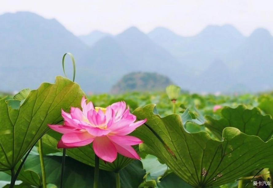 夏日炎炎，有锐界超甜！