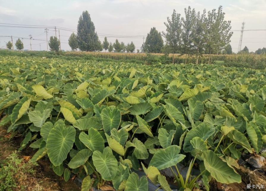 开哈弗M6去赏风景，不能辜负了这黄昏的美景