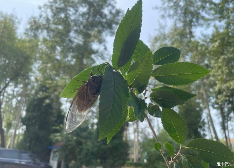 开轩逸幸福暑假快乐出行