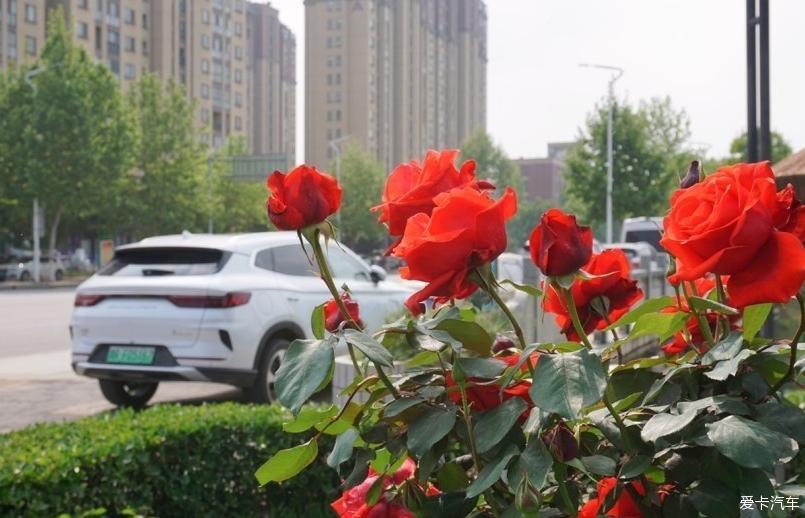 顾家的座驾——宋PLUS新能源
