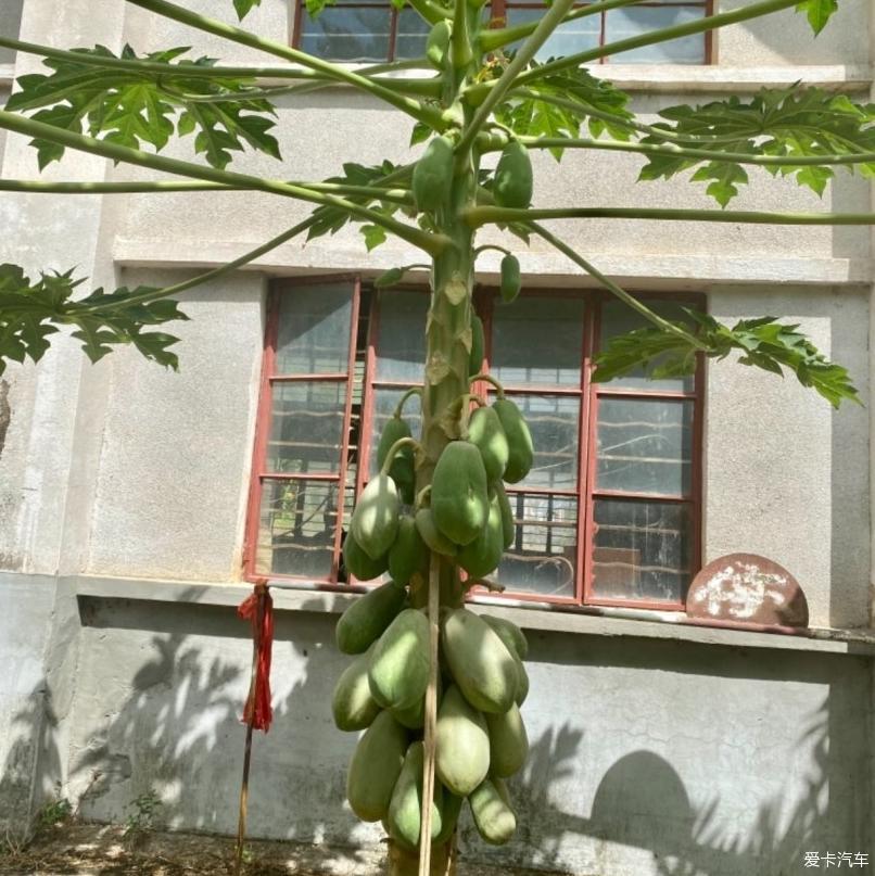 我的GS3陪伴我一年半了