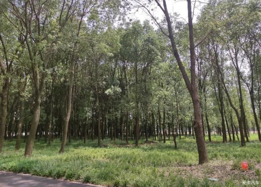 逸起去动物园里逛逛