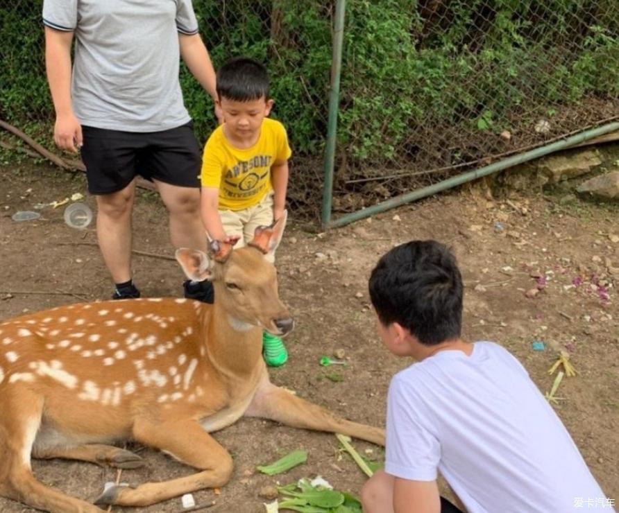 逸起去动物园里逛逛