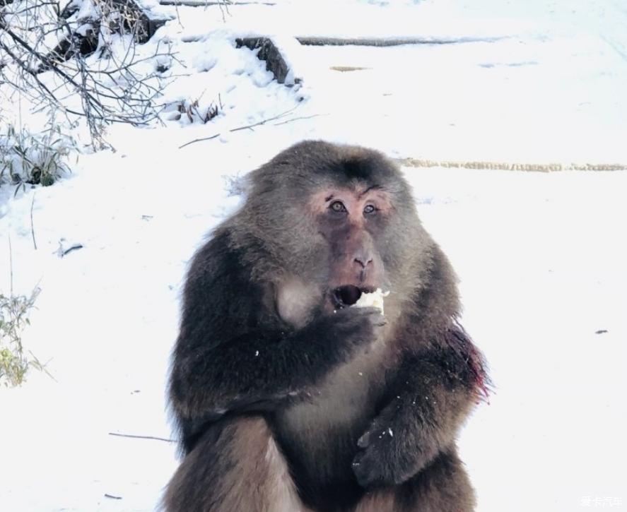 自驾去峨眉山看雪