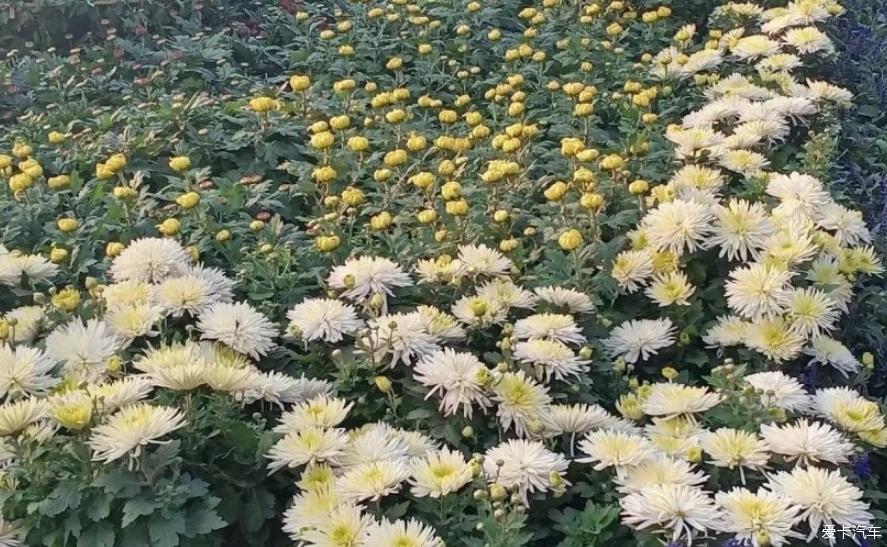 与轩逸一起去赏菊