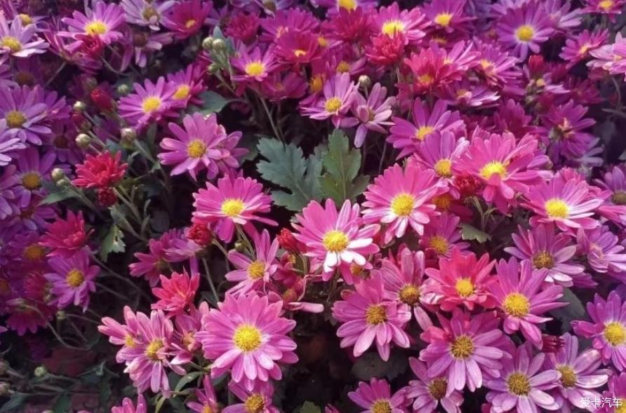 与轩逸一起去赏菊