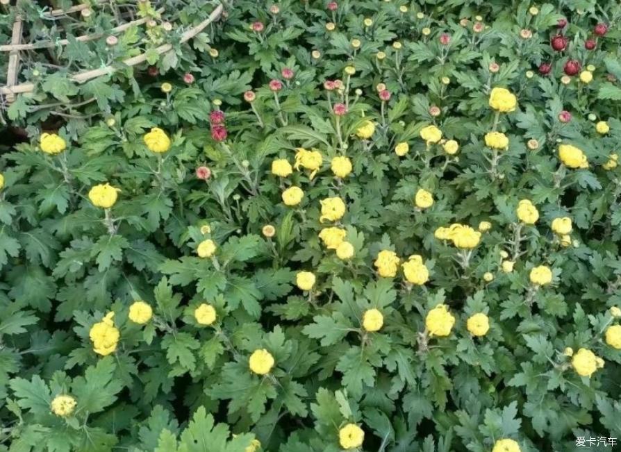 与轩逸一起去赏菊