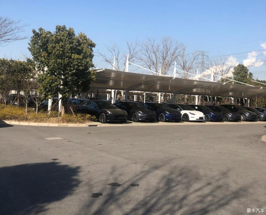 果断下单红色毛豆3